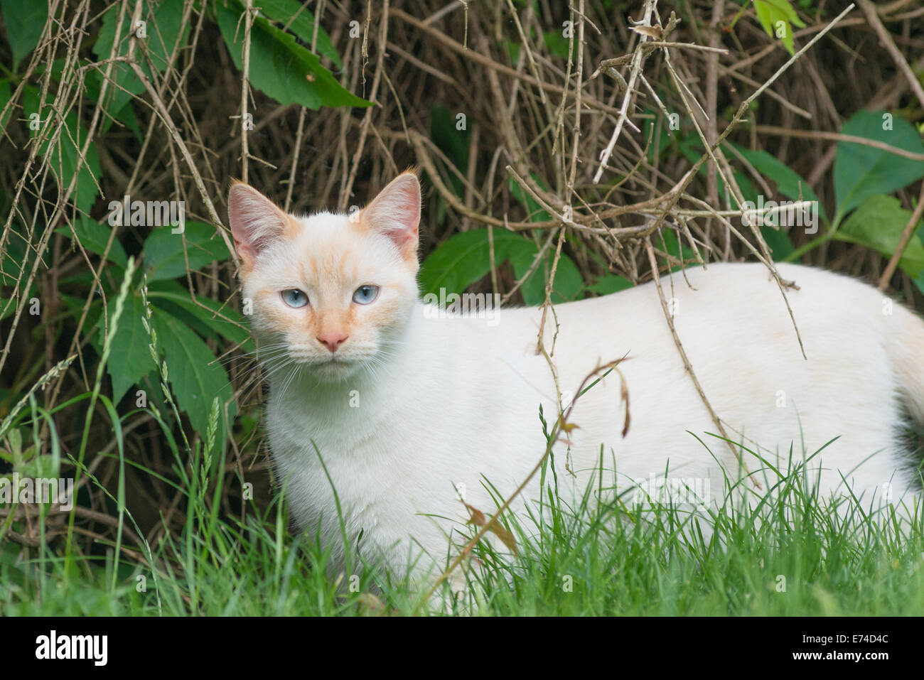 Lilac point siamese gatto Foto Stock