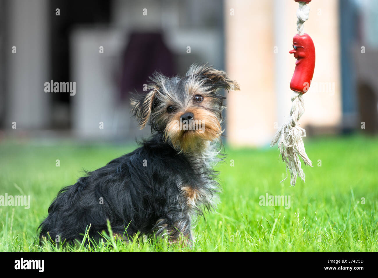 Un Yorkshire Terrier il cucciolo di giocare Foto Stock