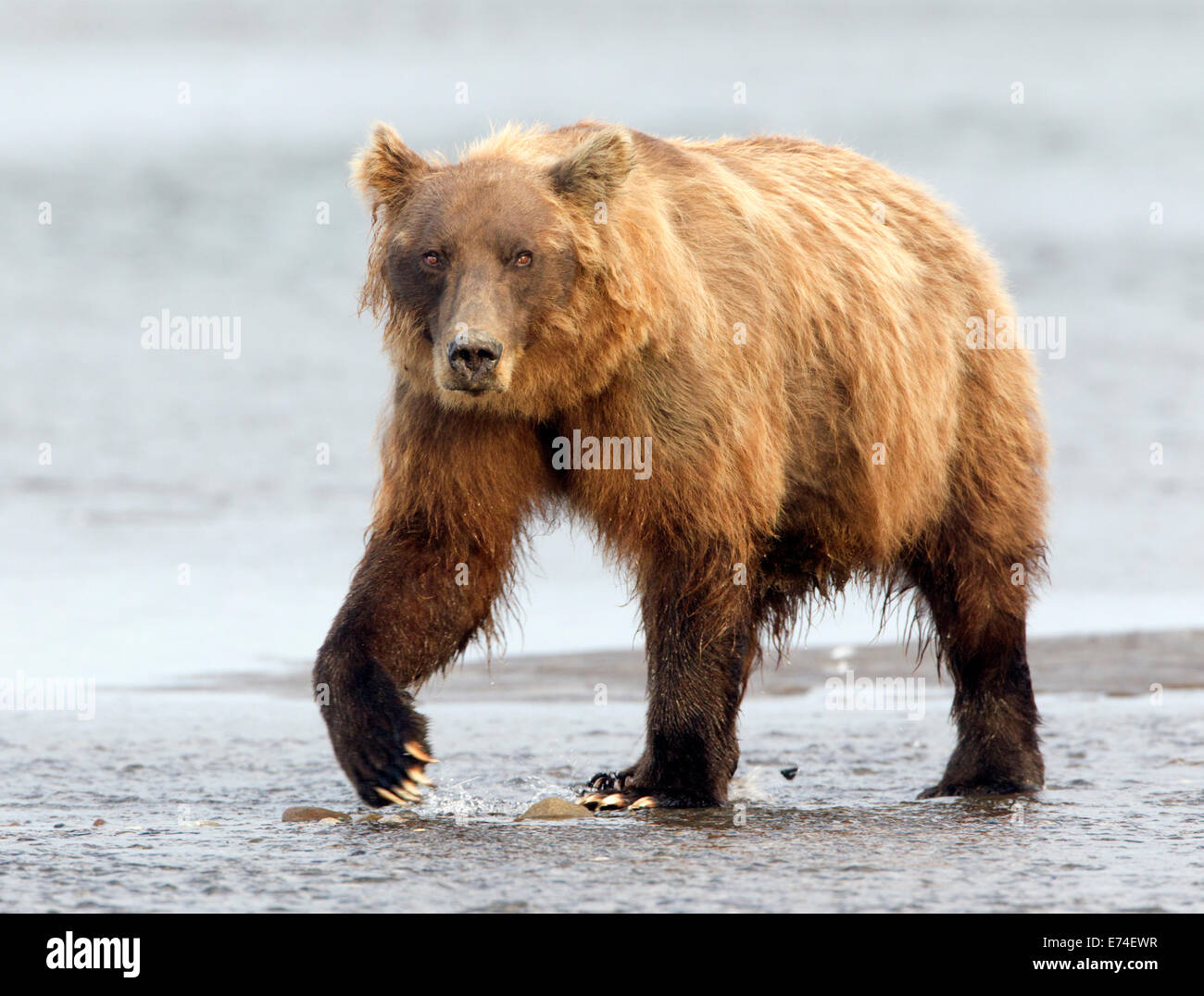 Escursione a piedi dell'orso bruno dell'Alaska su Tidal Flat Foto Stock