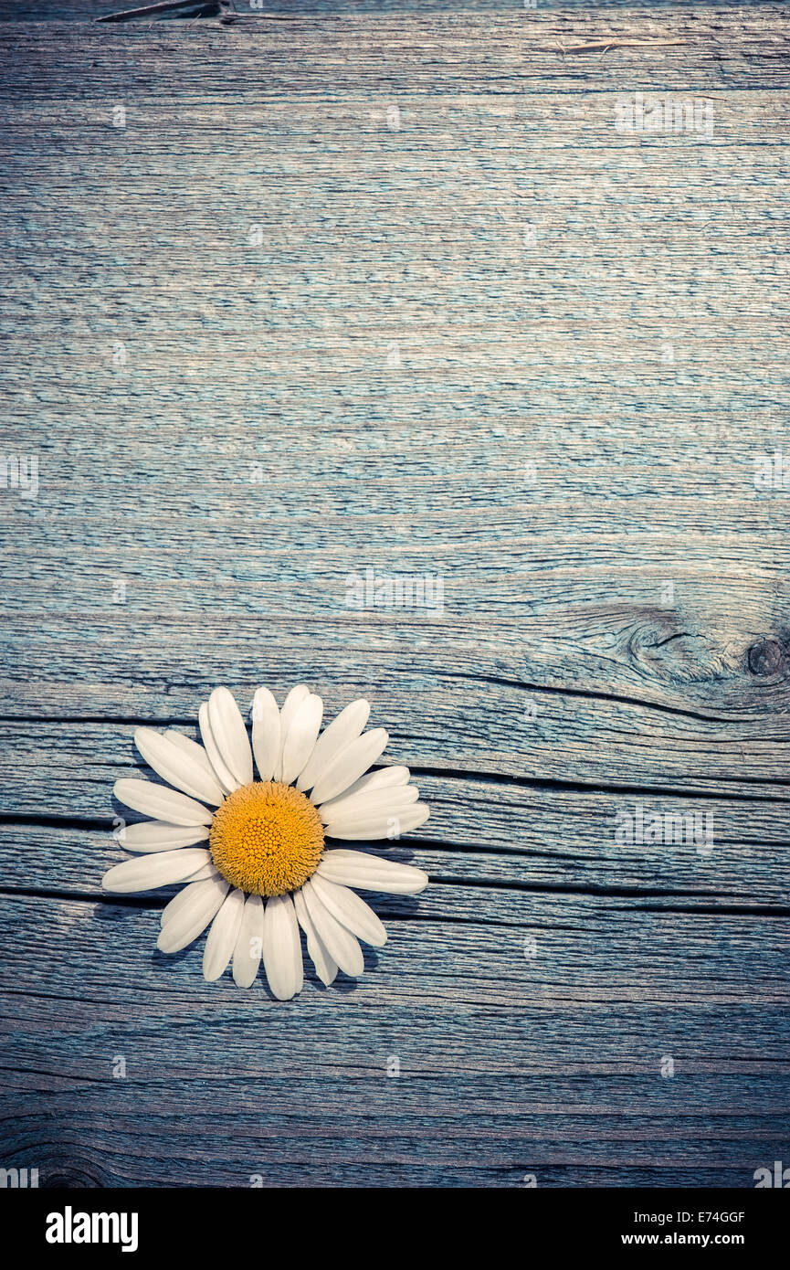 Bella wild camomilla fiori blu su sfondo di legno. Composizione floreale in zone rurali in stile vintage Foto Stock