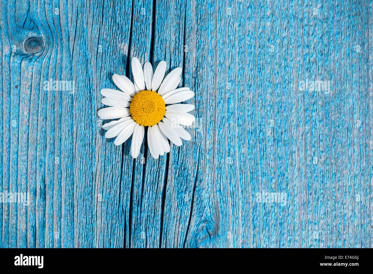 Bella wild camomilla fiori blu su sfondo di legno. Composizione floreale in zone rurali in stile vintage Foto Stock