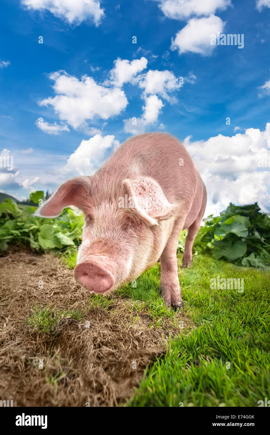 Carino il pascolo di maiale al pascolo estivo in montagna pascolo sotto il cielo blu. L agricoltura biologica sfondo naturale Foto Stock