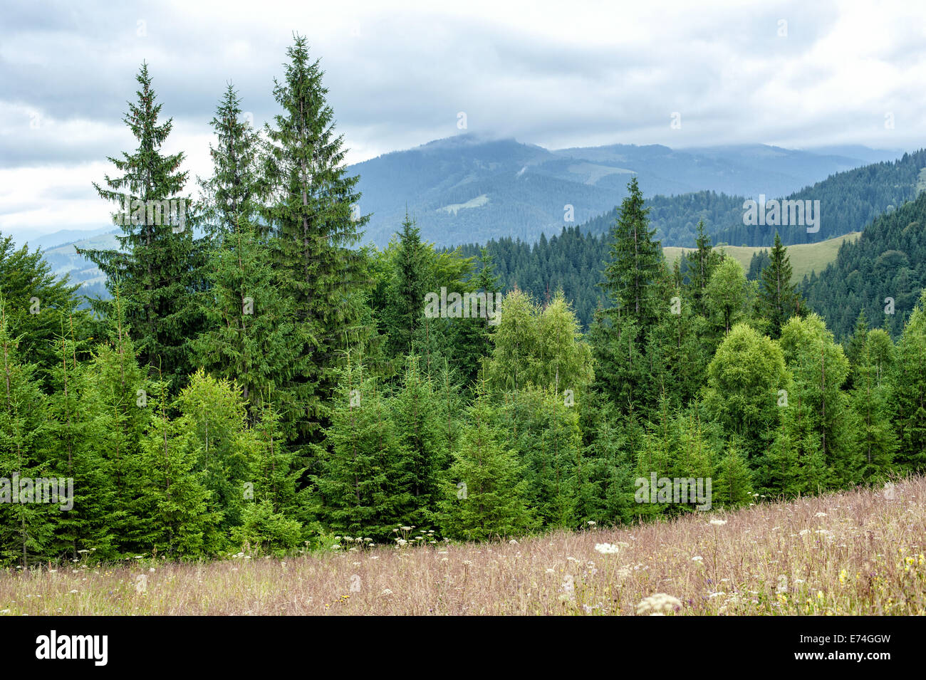 Mattinata nebbiosa paesaggio con albero di pino highland foresta a montagne dei Carpazi. L'Ucraina destinazioni e sfondo di viaggio Foto Stock