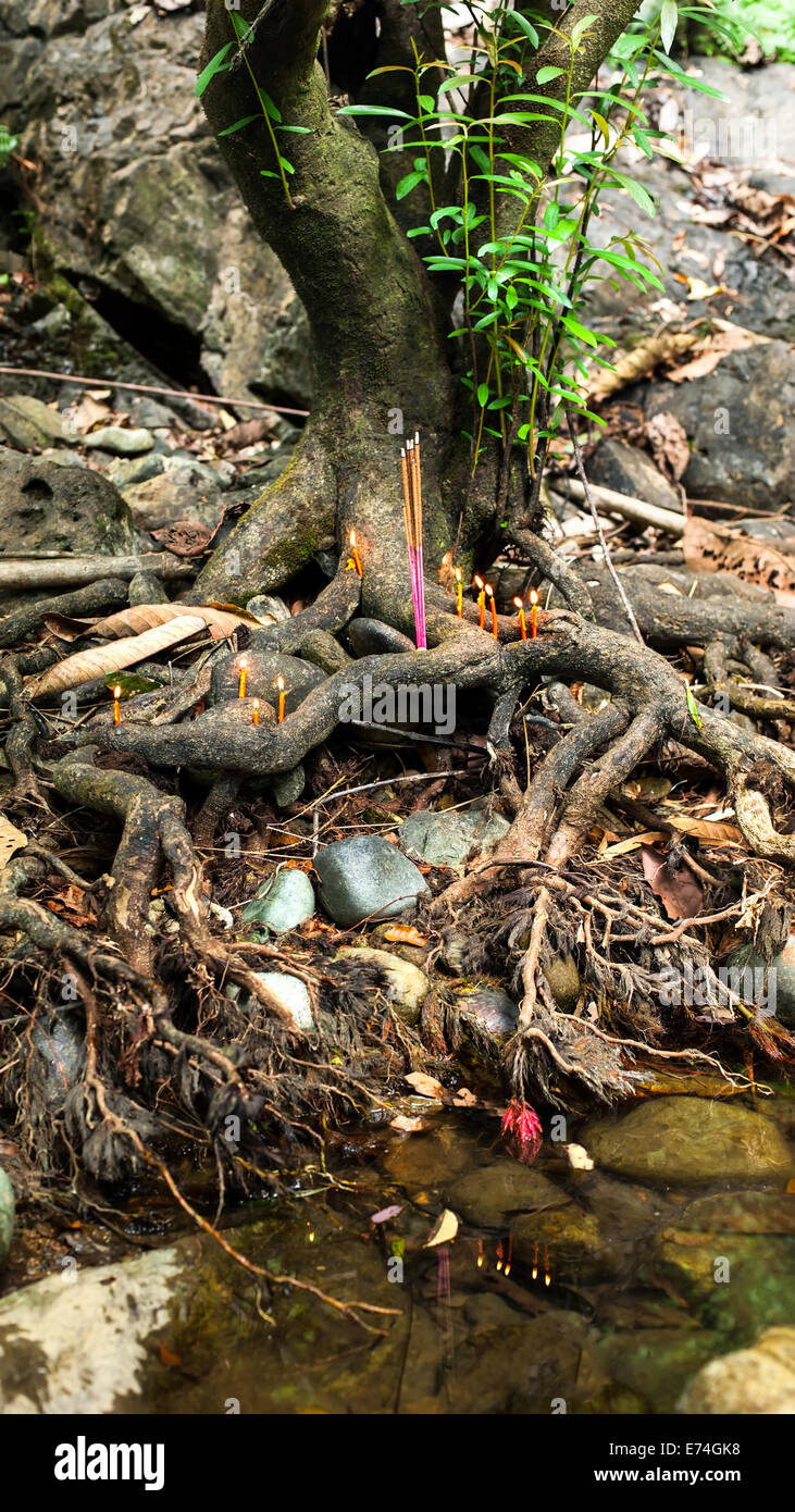 Piccolo altare religioso con candele accese e aroma di incenso sticks offerte in banyan tree radici in foresta pluviale tropicale Foto Stock