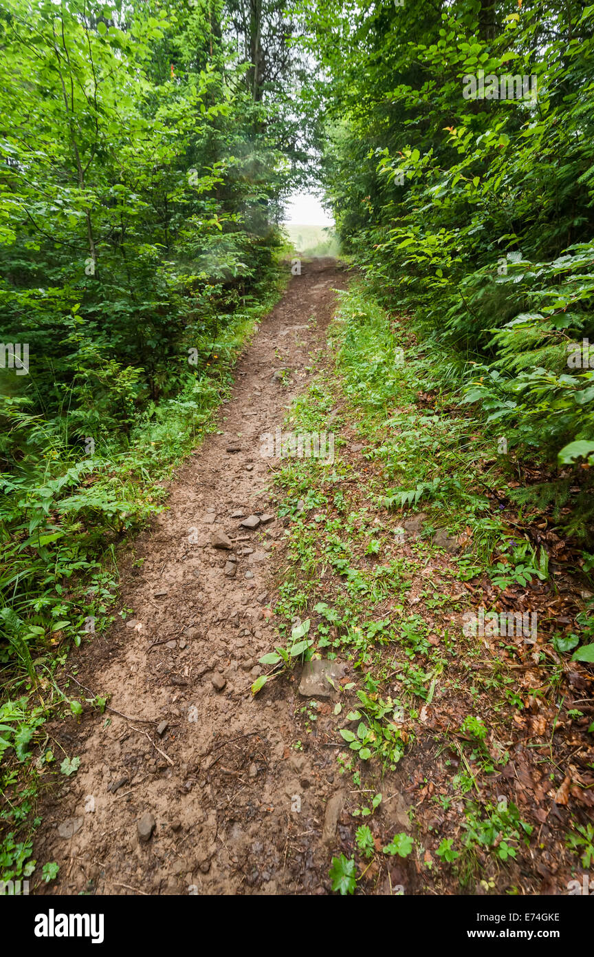 Itinerari di trekking che conduce attraverso il paesaggio estivo di profonda highland foresta a montagne dei Carpazi. L'Ucraina destinazioni viaggi bac Foto Stock