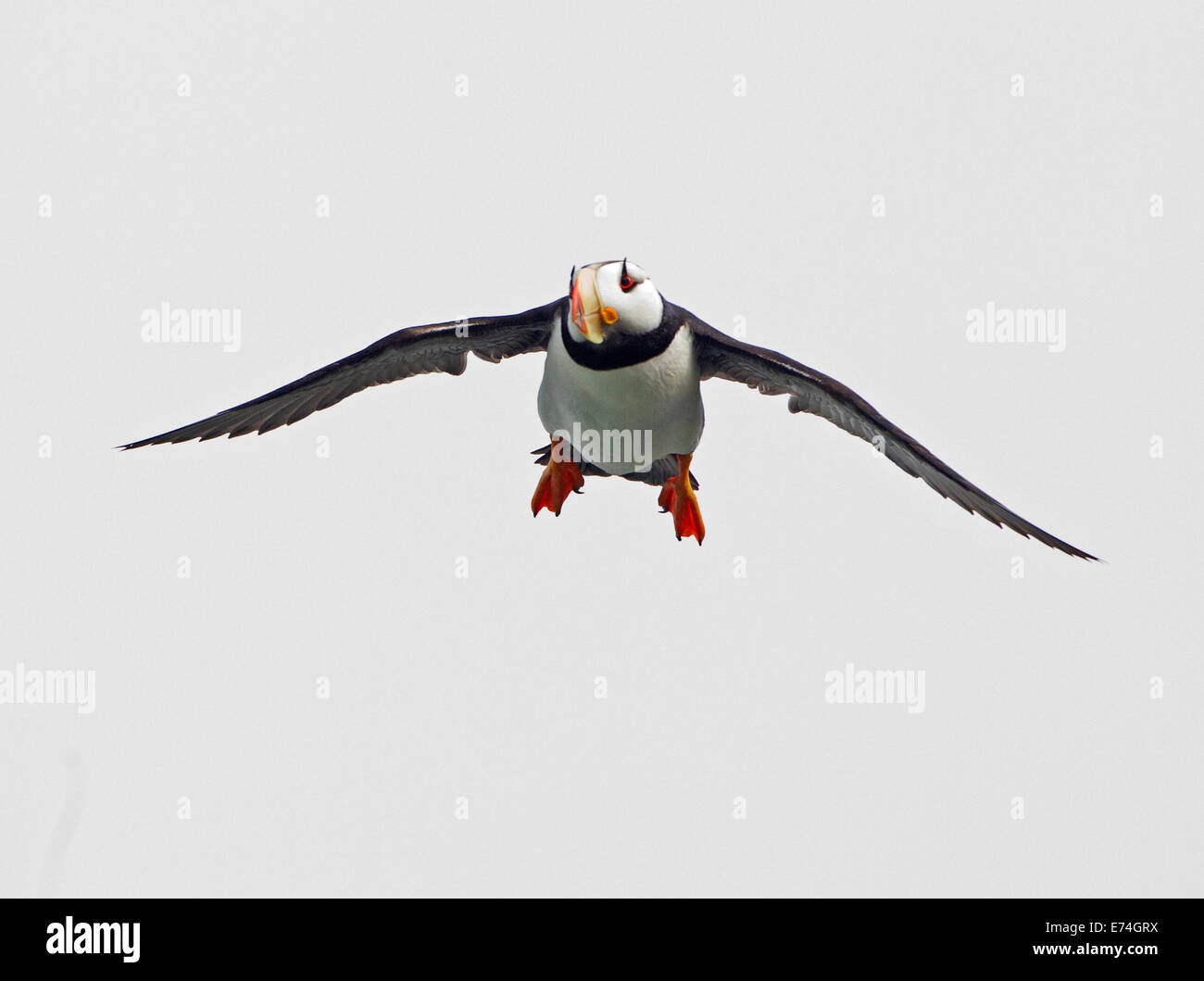 Cornuto Puffin in volo Foto Stock