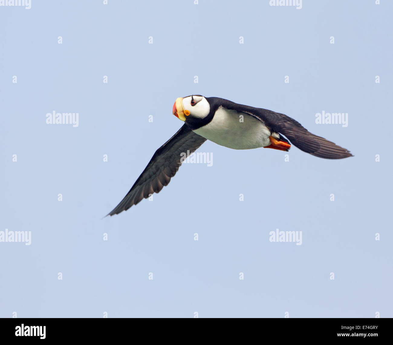 Cornuto Puffin in volo Foto Stock