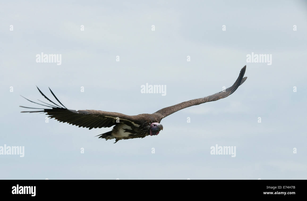 Falda-di fronte vulture battenti Foto Stock