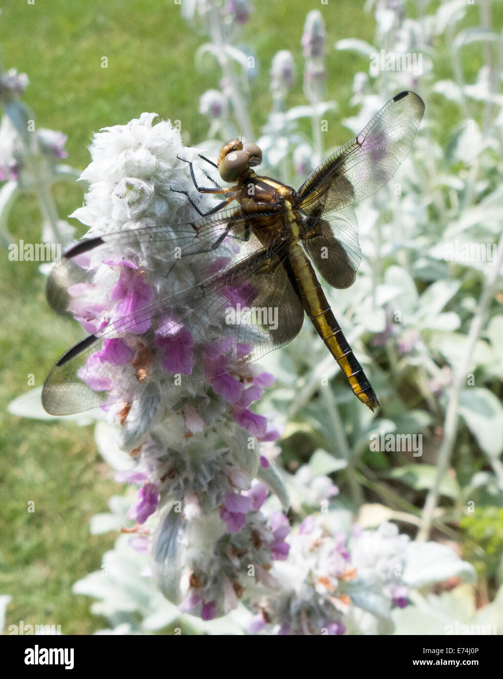 Dragon Fly agnelli on-ear fiore. Foto Stock
