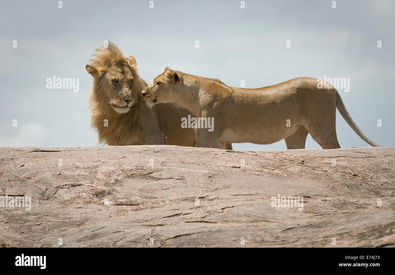 Leone africano e leonessa sulla sommità di kopje Foto Stock