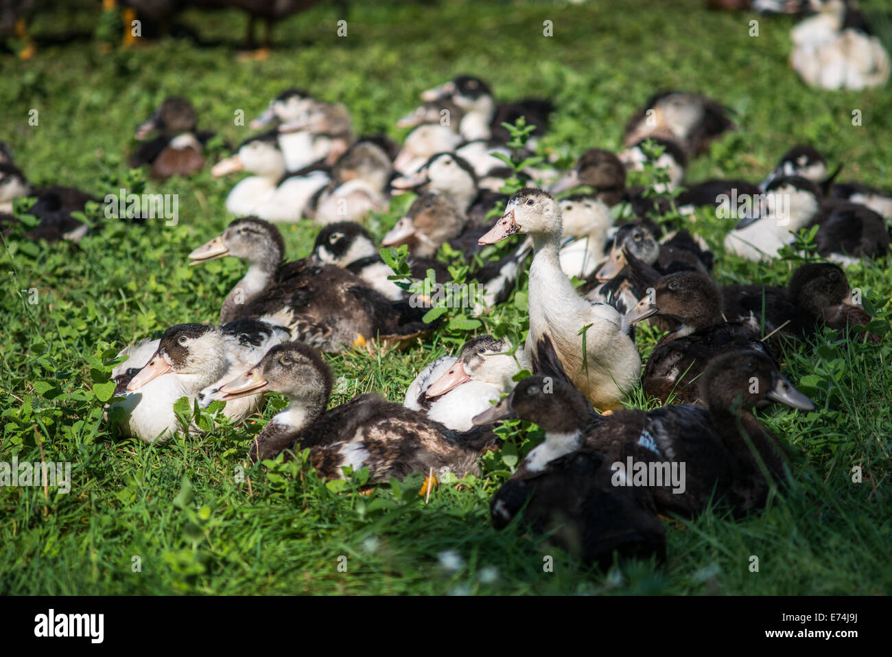 Le anatre domestiche e oche in un campo in Dordogne, Francia Foto Stock