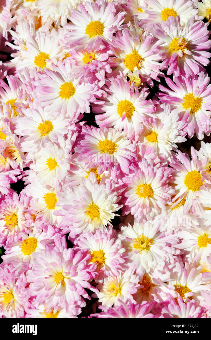Crisantemo rosa fiori Foto Stock