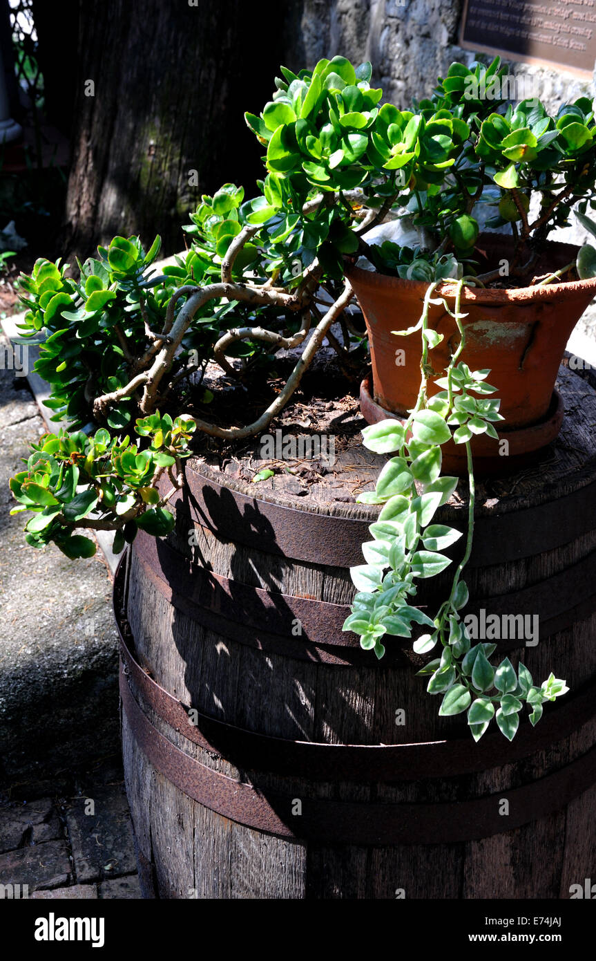 Piante in vaso Foto Stock