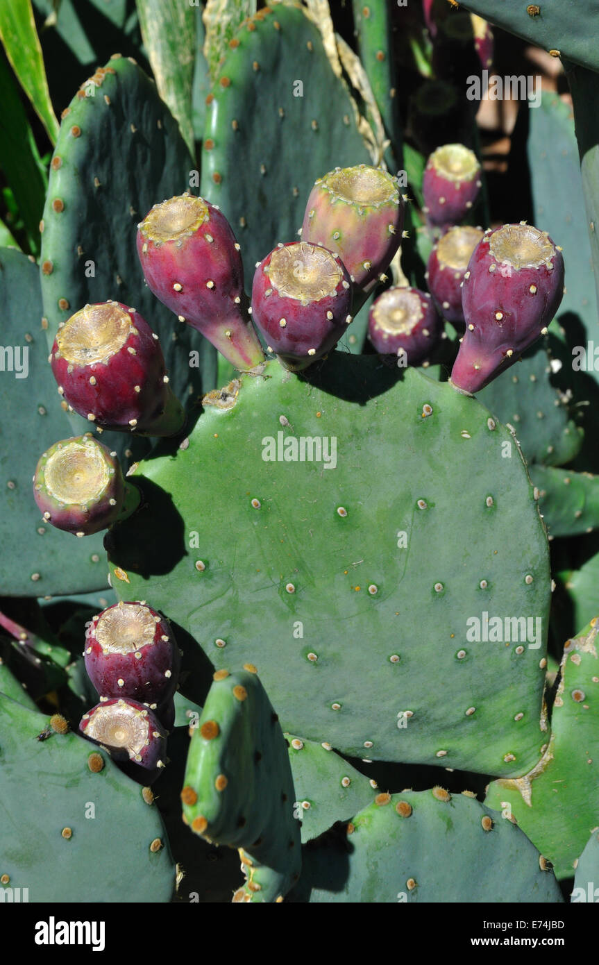 L' Opuntia - ficodindia cactus con Foto Stock