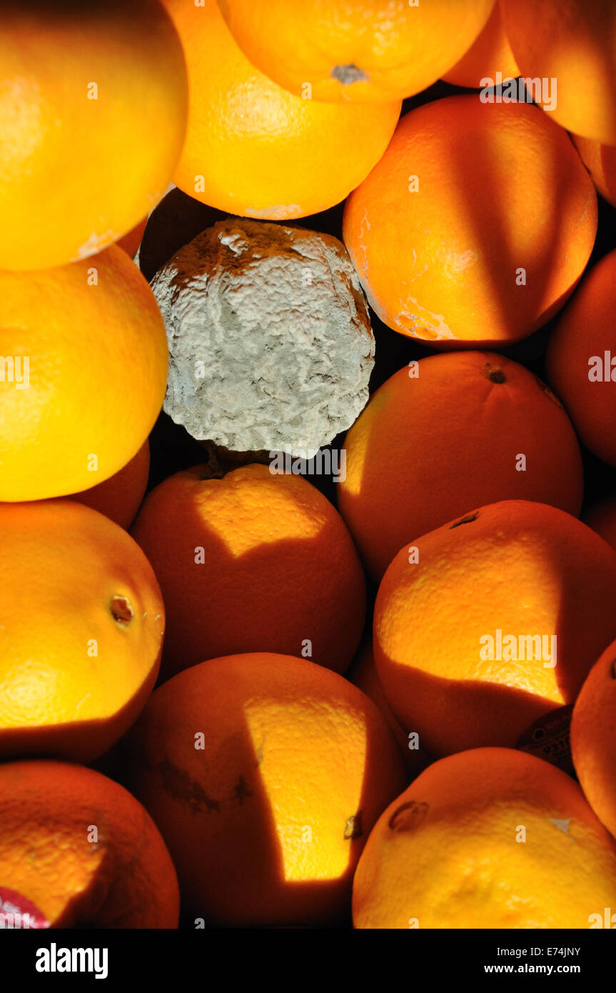Il marcio arancione in una cassetta di arance Foto Stock