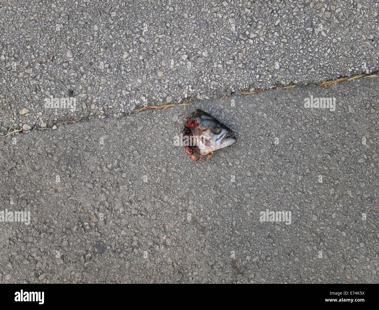 Testa di pesce su una strada a Rovigno (IT: Rovigno, Istria, Croazia. Foto Stock