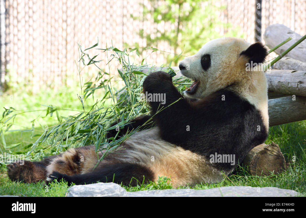 Er Shun Panda Gigante di mangiare il bambù presso lo Zoo di Toronto Foto Stock