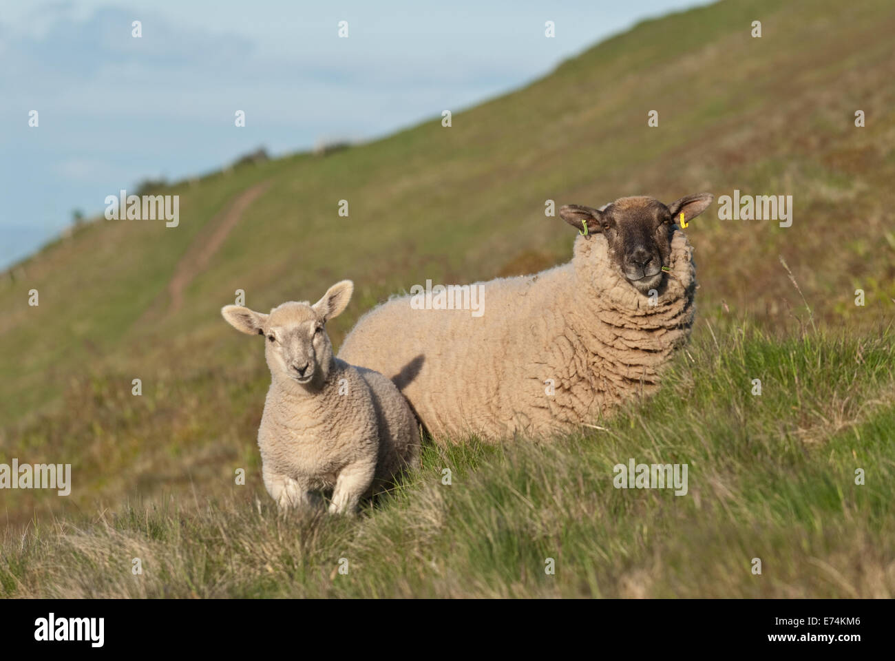 Ovini e l'agnello su Pentland Hills, nei pressi di Edimburgo, Scozia Foto Stock