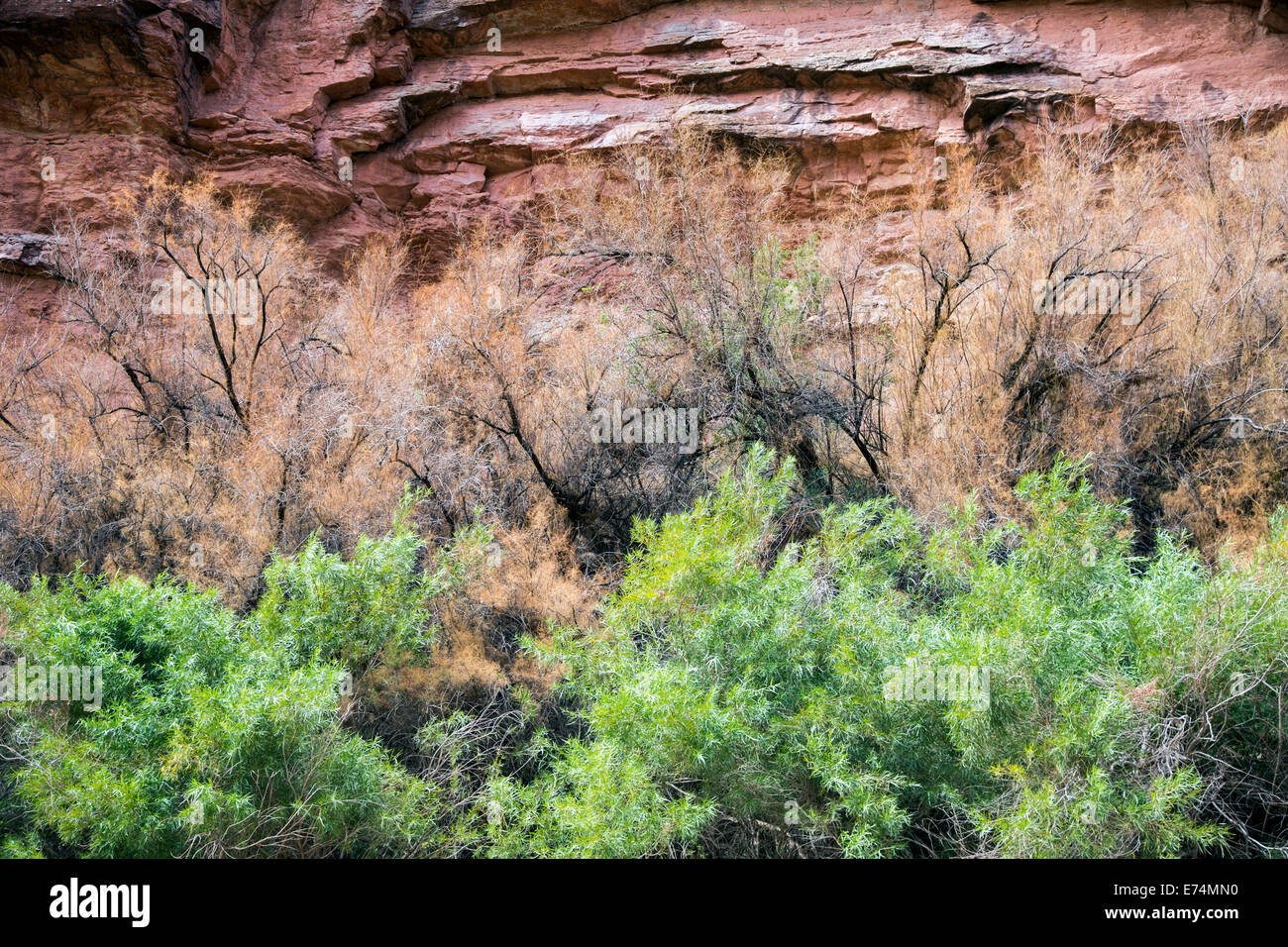 Il Parco Nazionale di Canyonlands, Utah - Dead tamerice (Tamarix) alberi linea le rive del fiume Colorado attraverso il Canyon di cataratta. Foto Stock