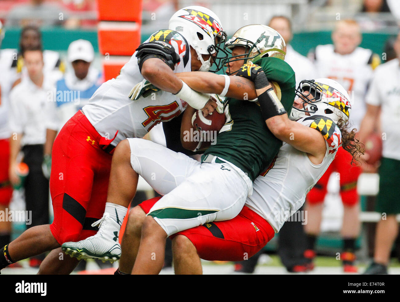 Città, Florida, USA. 6 Sep, 2014.South Florida tori stretto fine Sean prezzo (12) viene affrontato per un guadagno di breve cantieri tramite il Maryland Terrapins linebacker Abner Logan (46) durante il quarto trimestre presso Raymond James Stadium di Tampa su Sabato, 6 settembre 2014. Maryland sconfitto South Florida 24 a 17. Credito: Octavio Jones/Tampa Bay volte/ZUMA filo/Alamy Live News Foto Stock