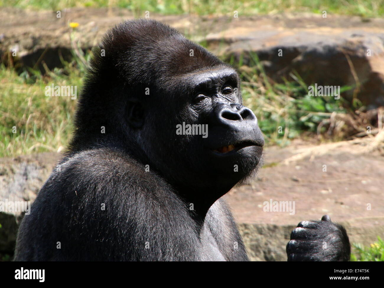 Maschio adulto Gorilla Foto Stock