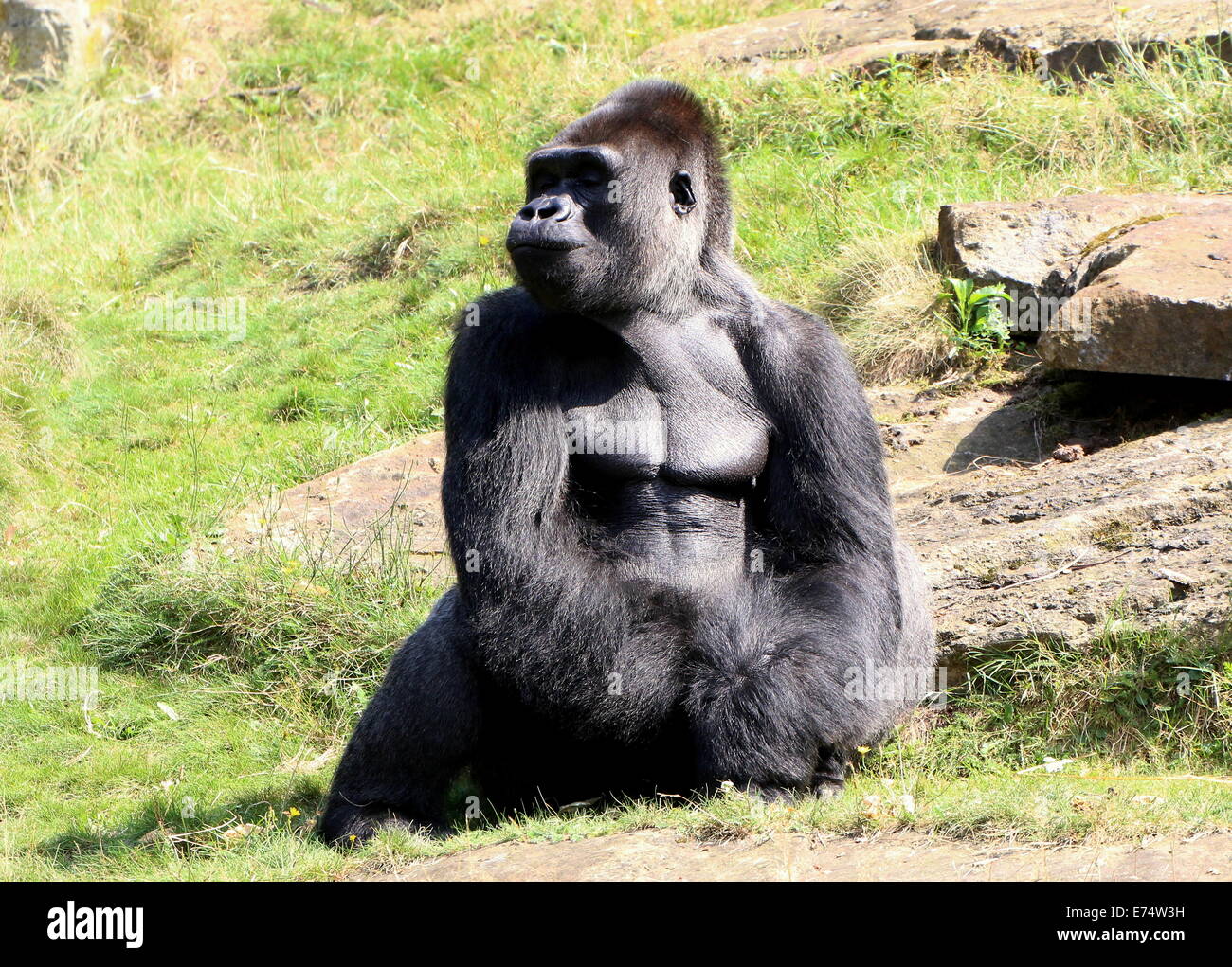 Jambo, il maschio alfa argento-back di un grande gruppo di Gorillas occidentali della pianura a Apenheul Primate zoo, Paesi Bassi Foto Stock