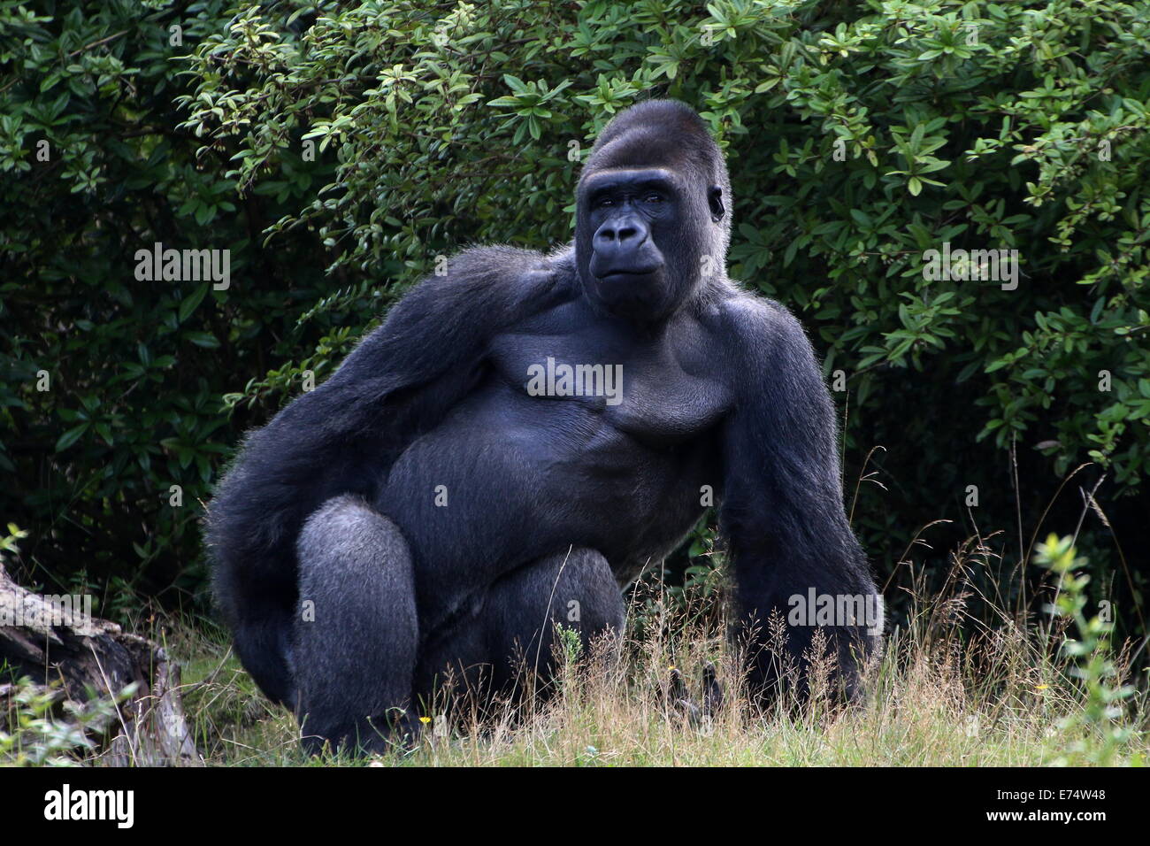 Jambo, il maschio alfa di un grande gruppo di Gorillas occidentali della pianura a Apenheul zoo, Paesi Bassi, colpendo un clima intimidatorio pongono Foto Stock