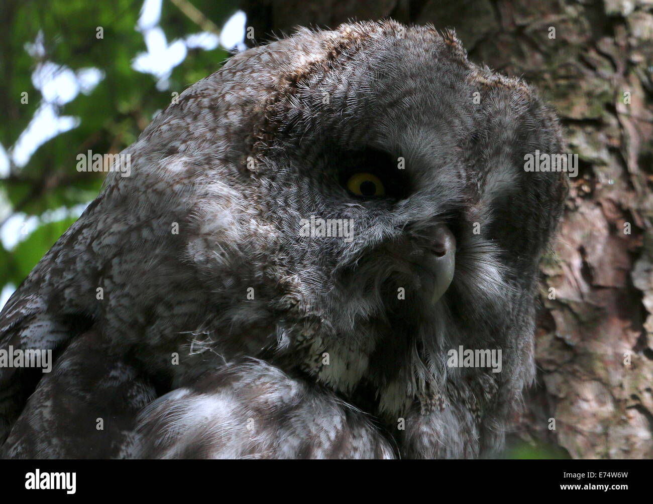 Close-up della testa di un grande grigio Allocco (Strix nebulosa) Foto Stock