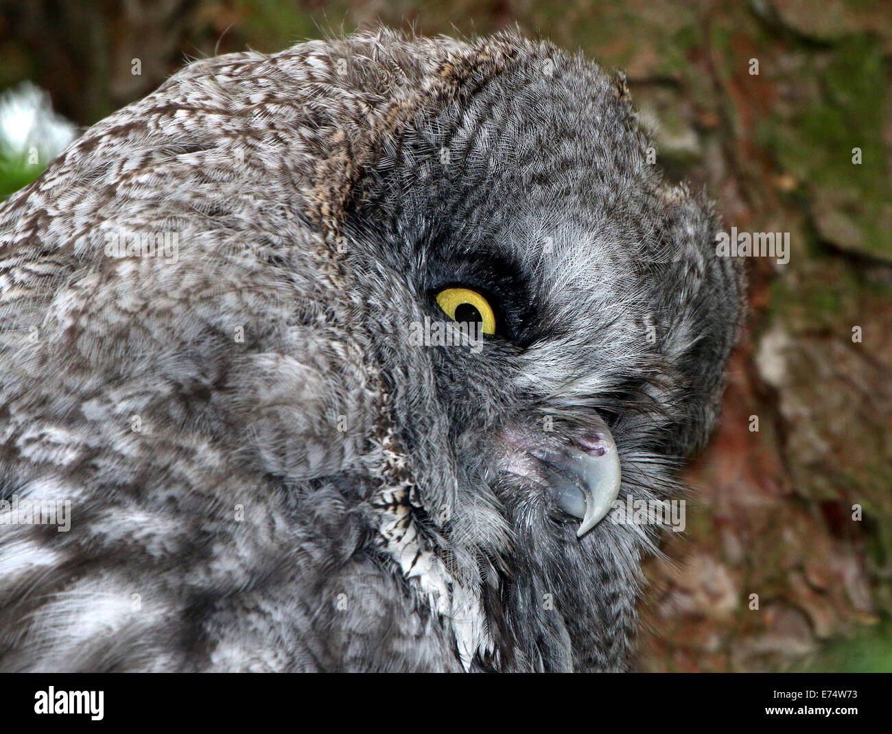 Close-up della testa di un grande grigio Allocco (Strix nebulosa) Foto Stock