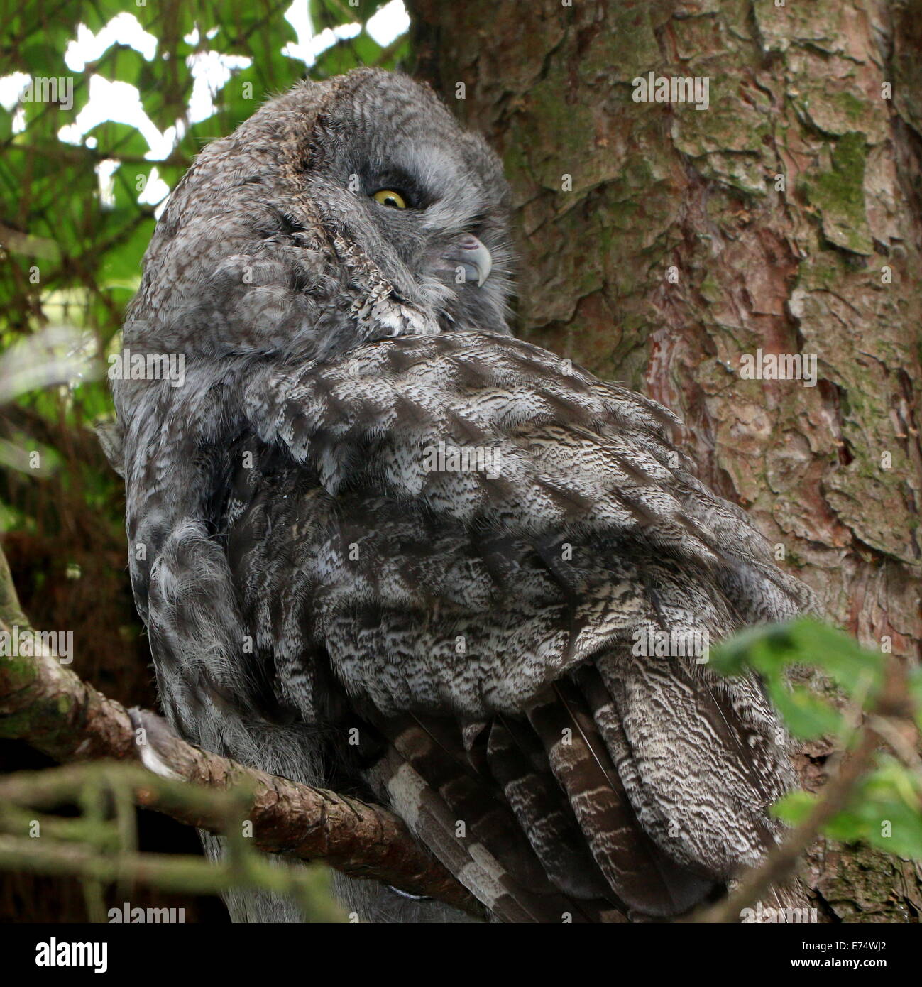 Close-up della testa di un grande grigio Allocco (Strix nebulosa) Foto Stock