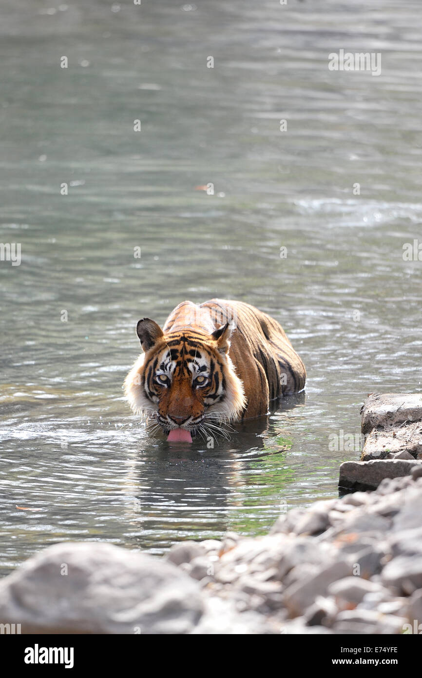 Tiger acqua potabile Foto Stock