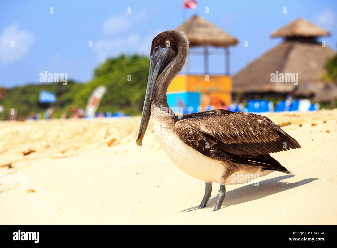 Bella brown pelican sulla spiaggia messicana in Playa del Carmen Foto Stock