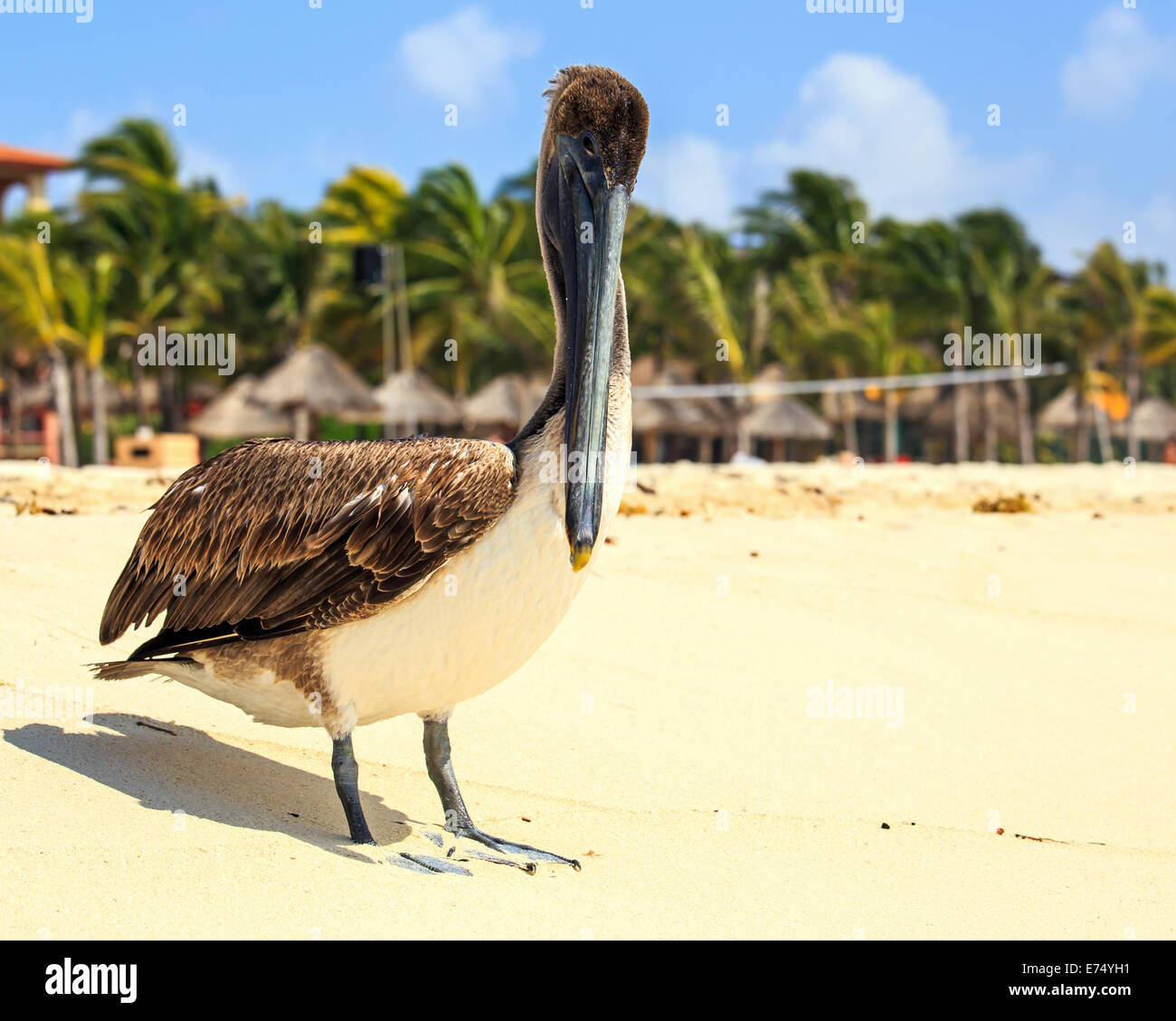 Bella brown pelican sulla spiaggia messicana in Playa del Carmen Foto Stock