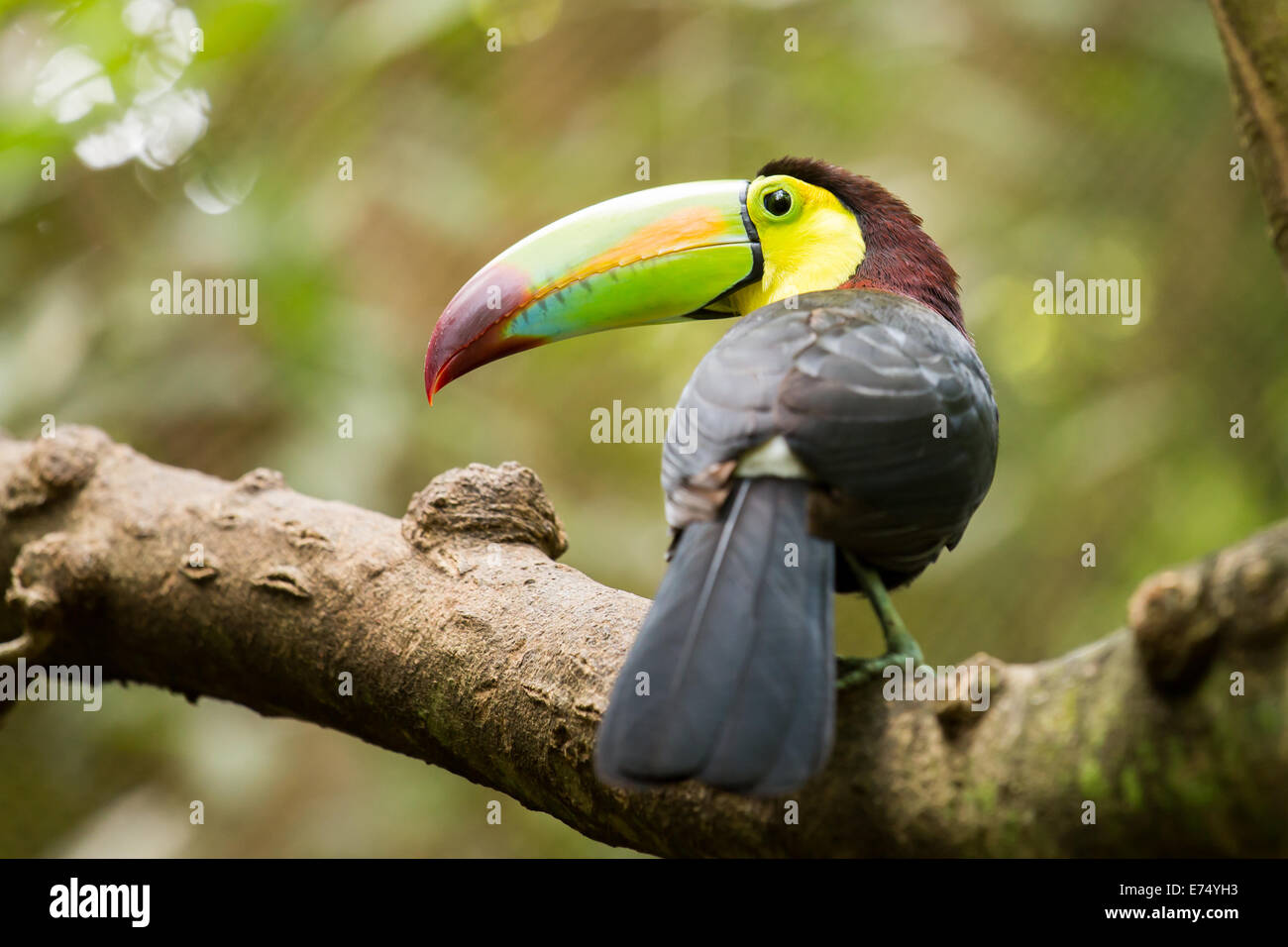 Ritratto di chiglia colorati fatturati Toucan bird in Messico Foto Stock