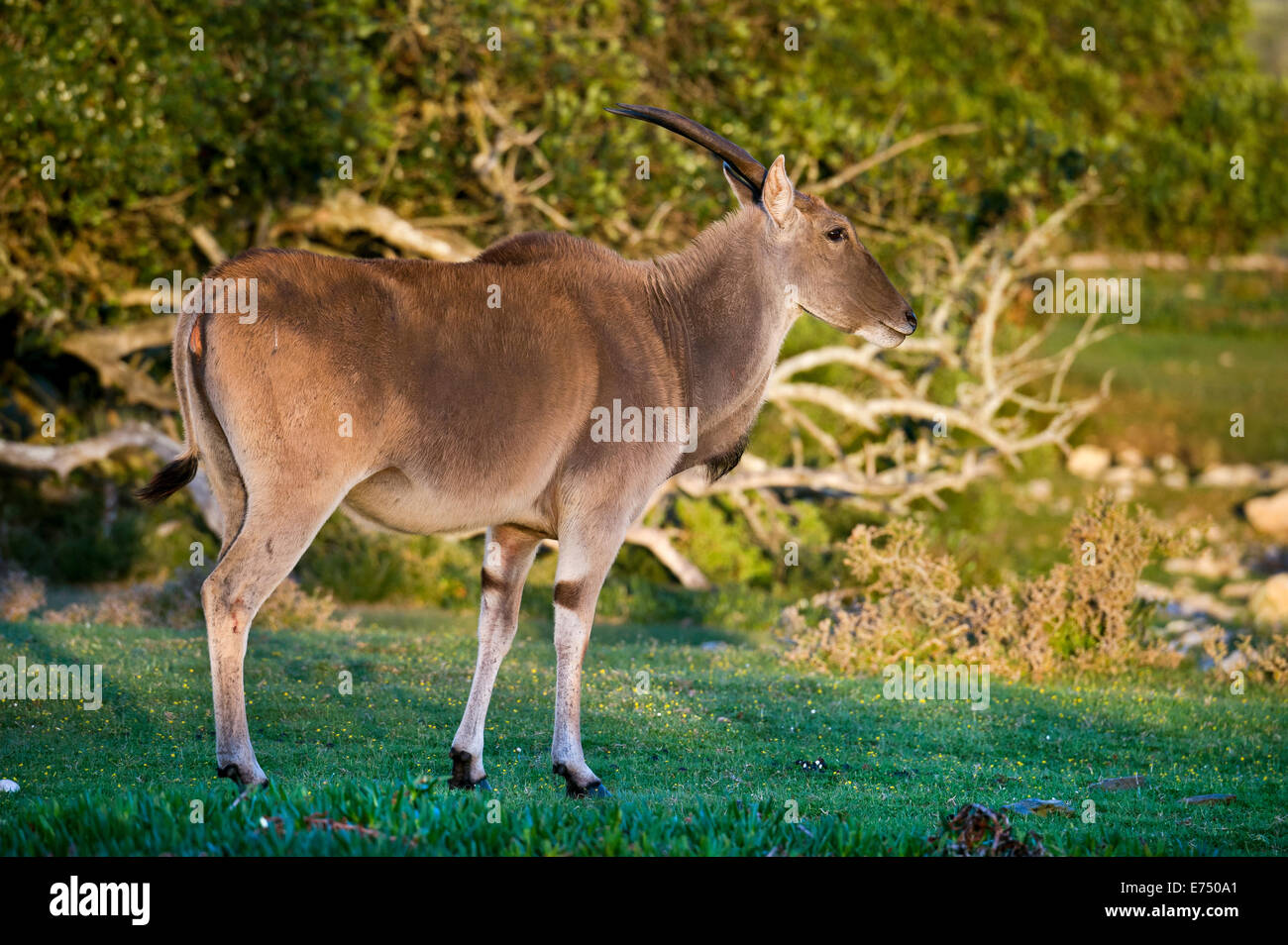 Sud Africa, De Hoop Riserva Naturale, Southern Eland o Common Eland, Taurotragus oryx Foto Stock