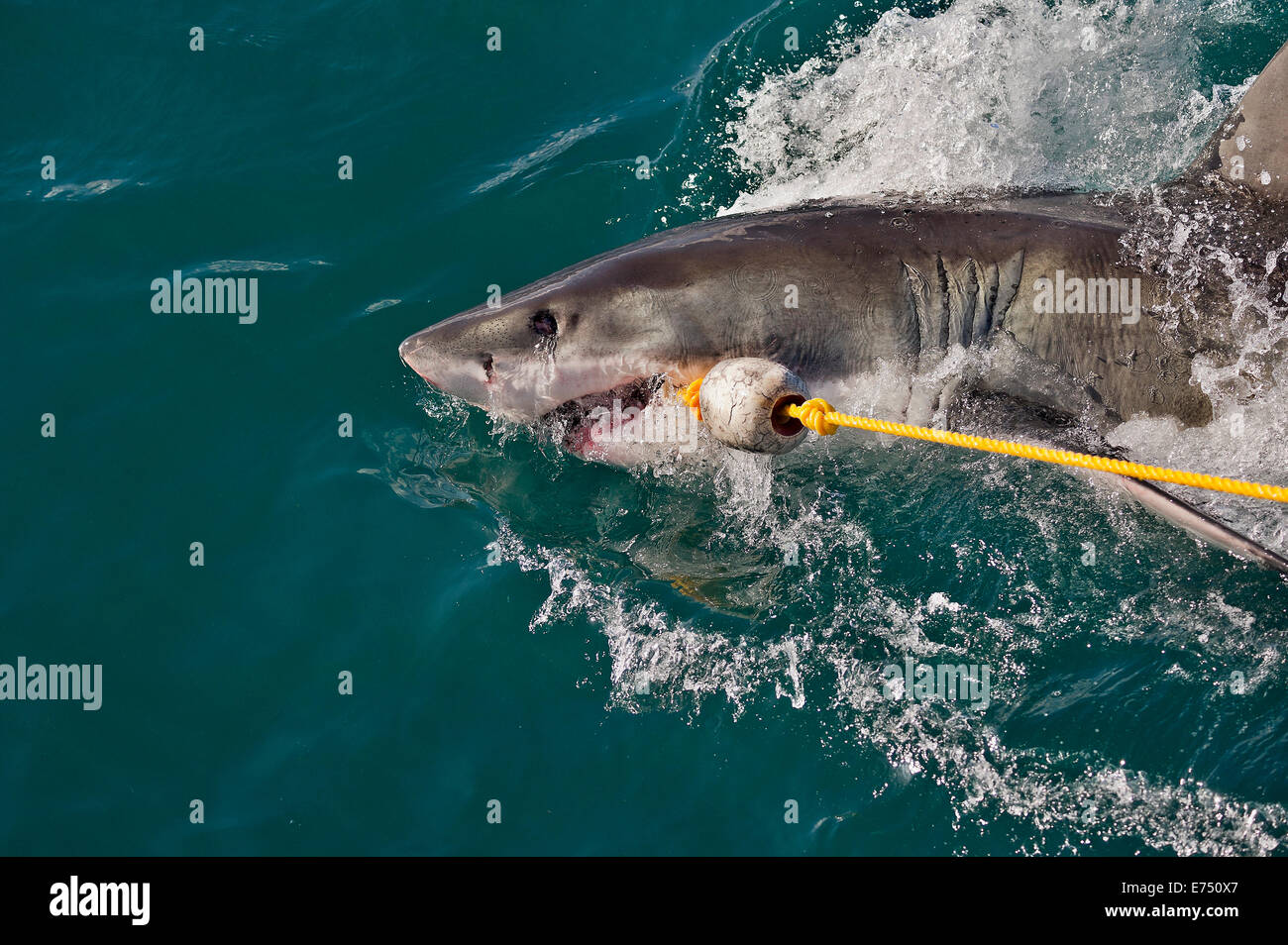 Sud Africa, False Bay, Shark cage diving, Carcharodon carcharias Foto Stock
