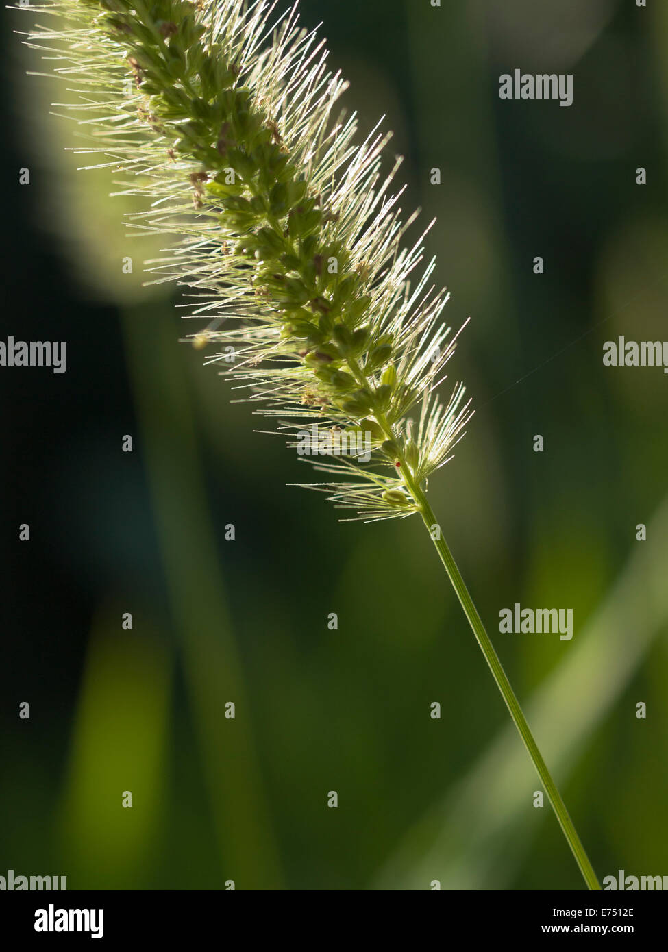 Immagine macro di una coda di volpe verde o verde erba di setole (Setaria pumila) infiorescenza. Foto Stock