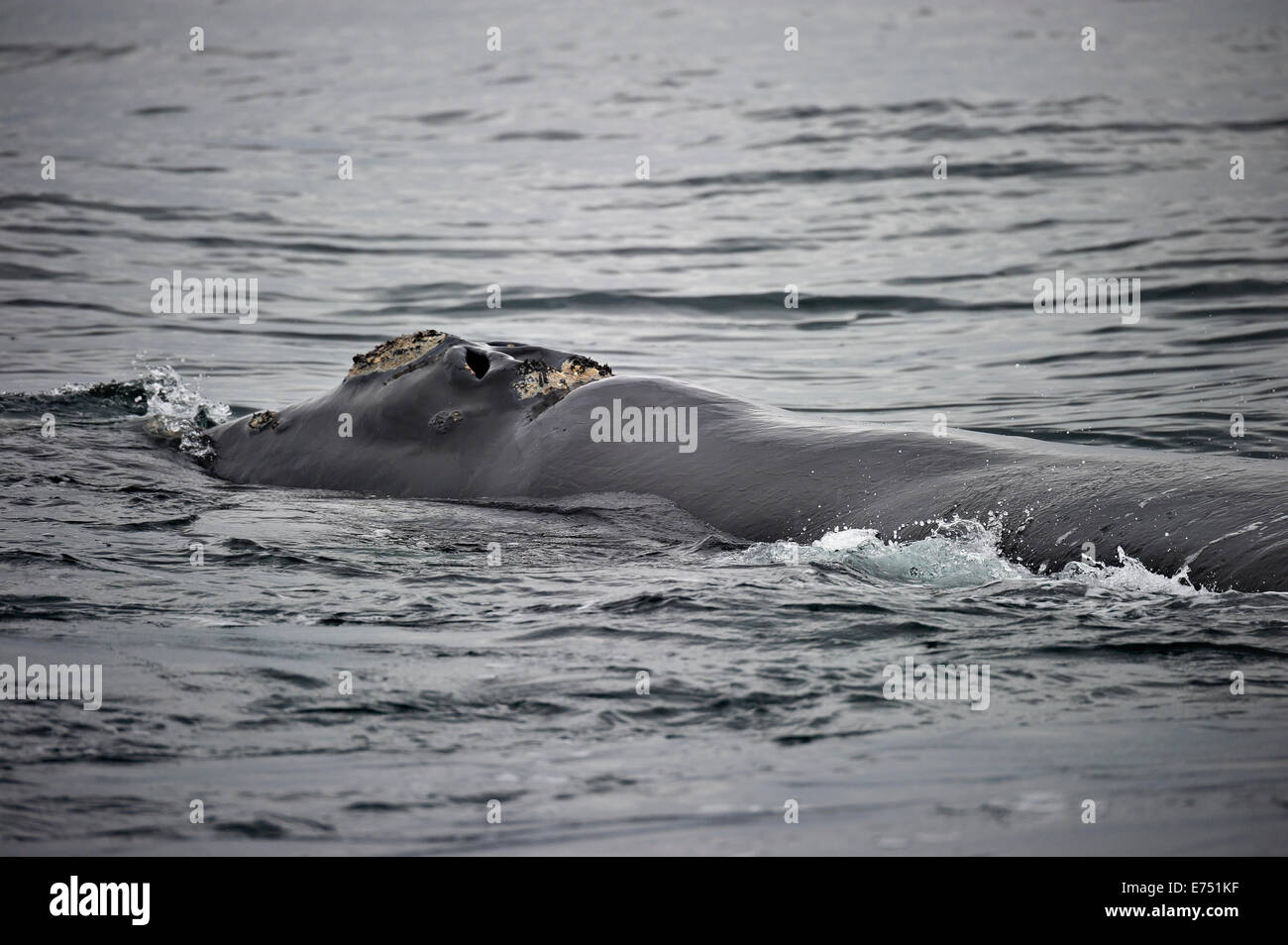 Sud Africa, Città di Simon, la Balena Franca Australe, Eubalaena australis Foto Stock