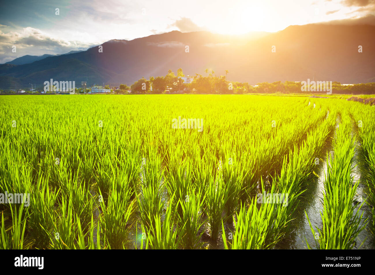 Verde campo di riso con il cloud e lo sfondo di montagna Foto Stock