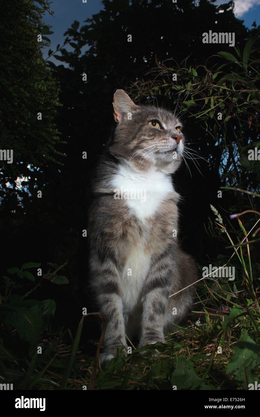 Tabby gatto nel giardino di notte Foto Stock