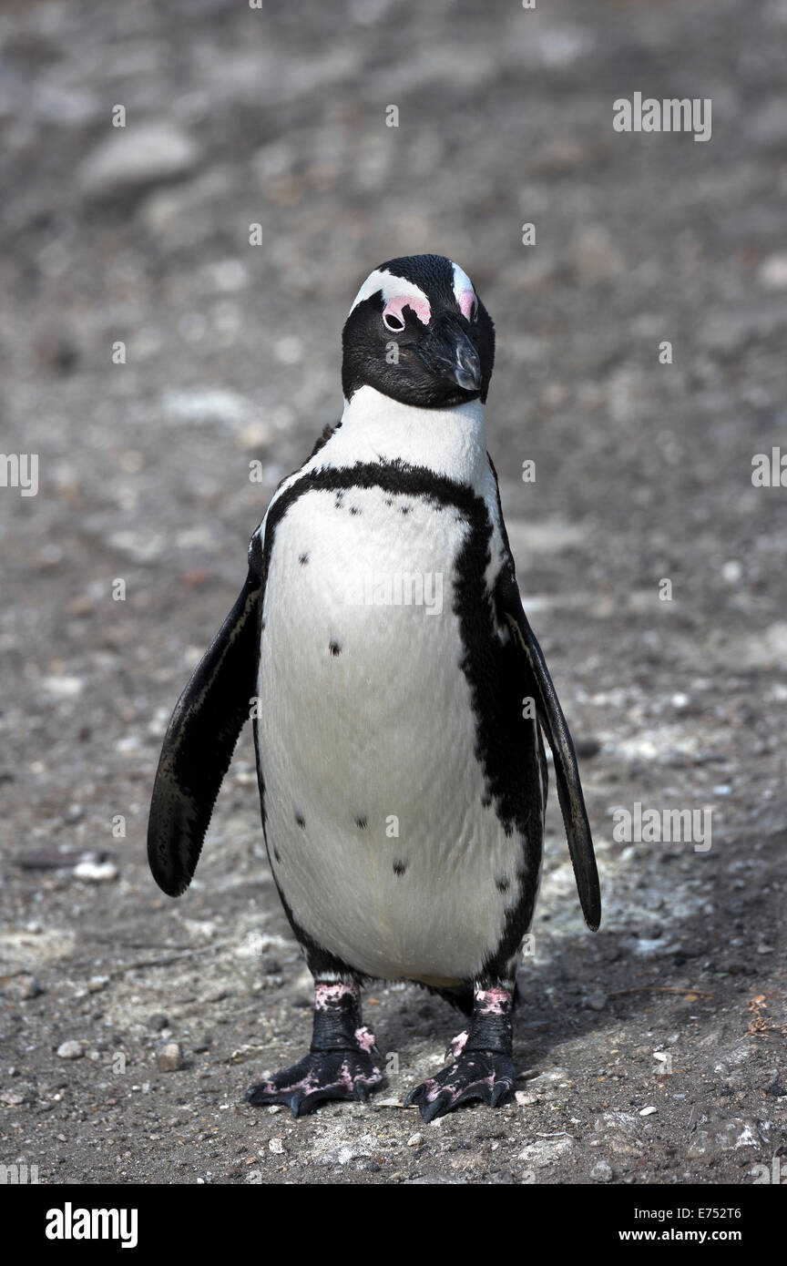 Sud Africa, Cape Peninsula, Jackass Penguin, Spheniscus demersus Foto Stock