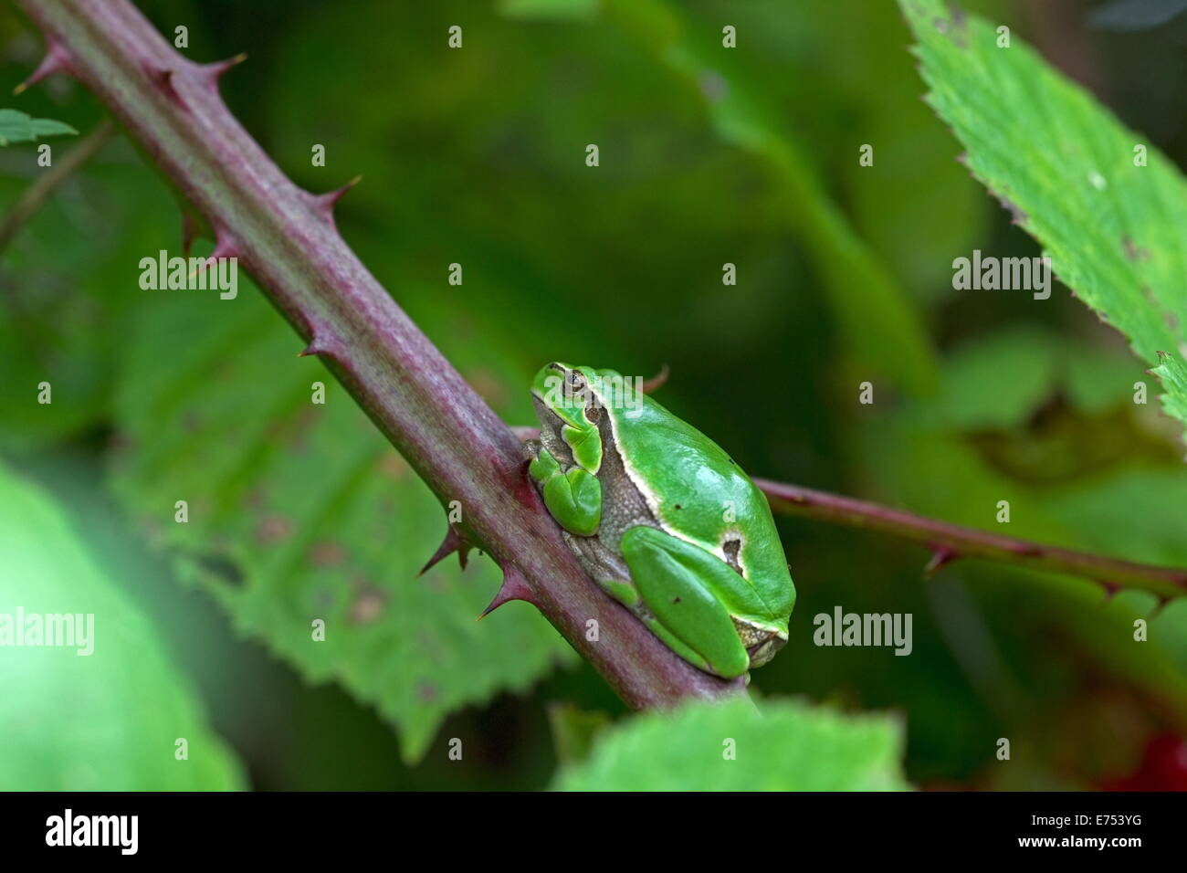 Albero adulto frog è in un rovo, Paesi Bassi Foto Stock