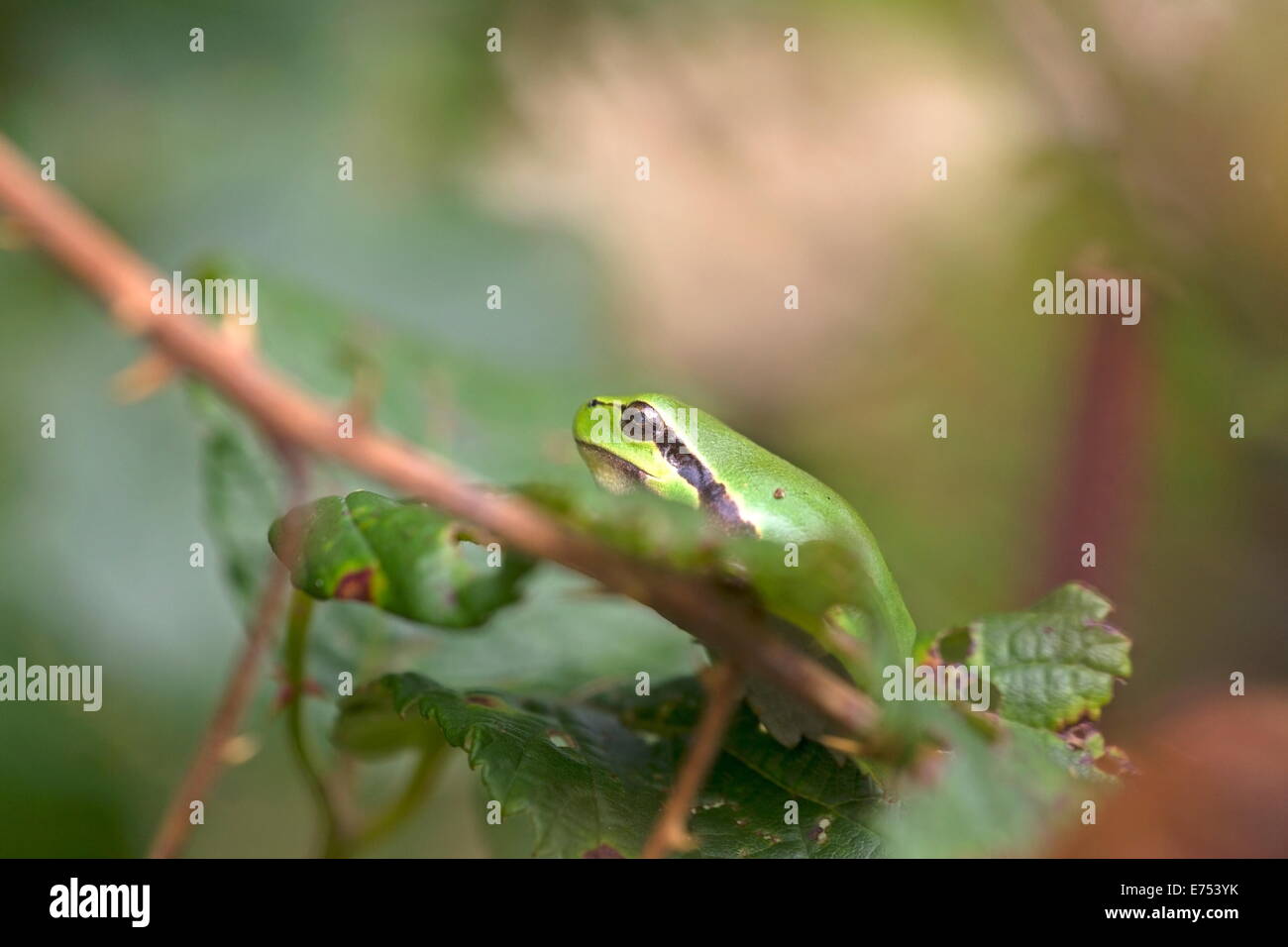 Raganella è seduto in un rovo, Paesi Bassi Foto Stock
