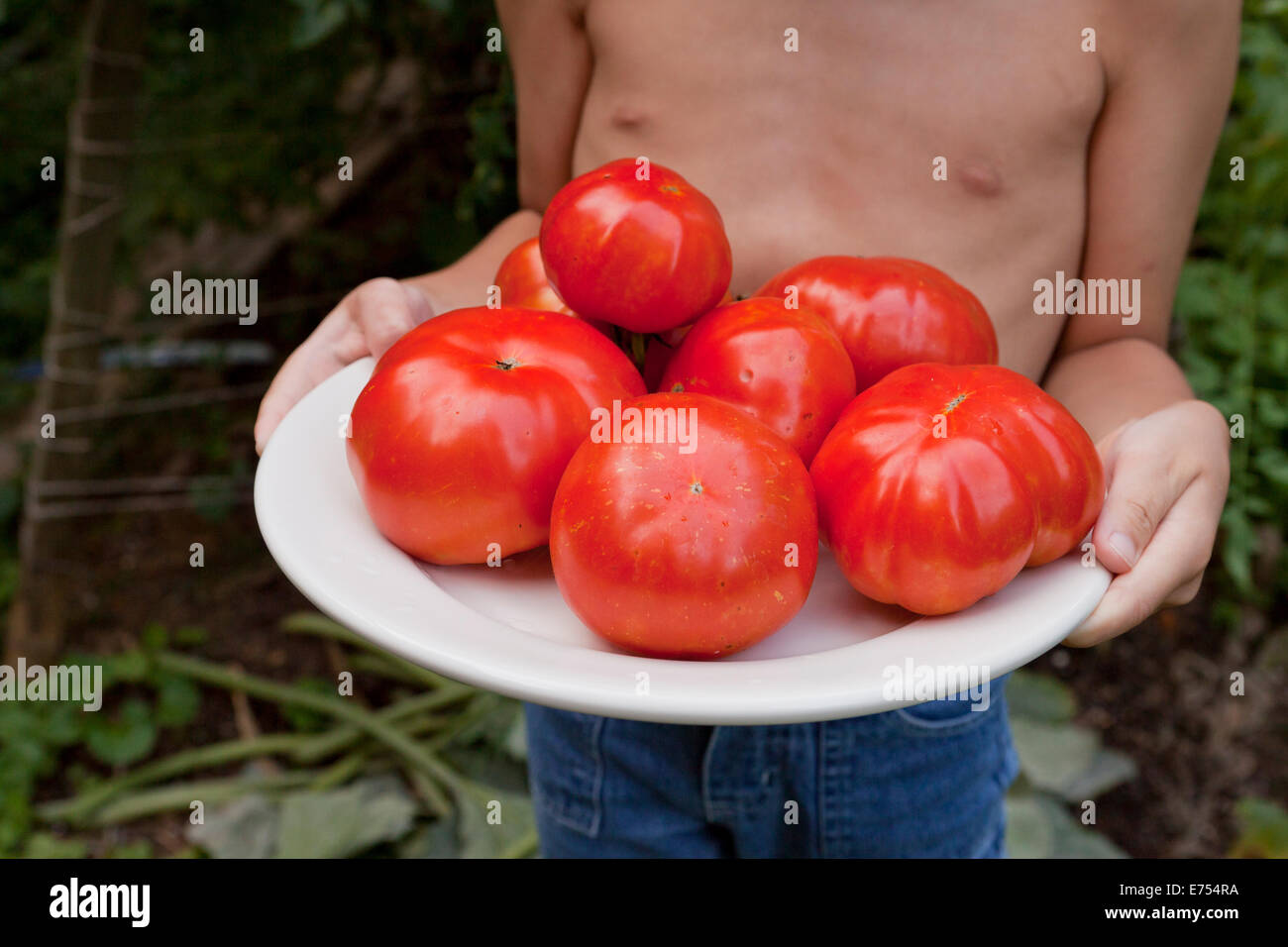 Bambino azienda appena raccolto i pomodori in giardino - USA Foto Stock