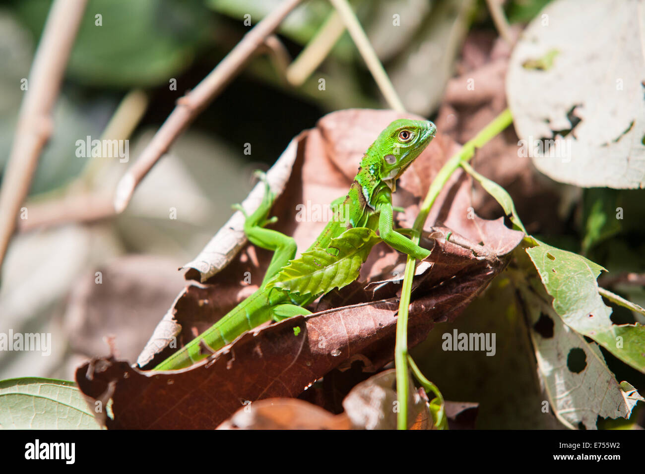 Una giovane iguana verde in Costa Rica Foto Stock