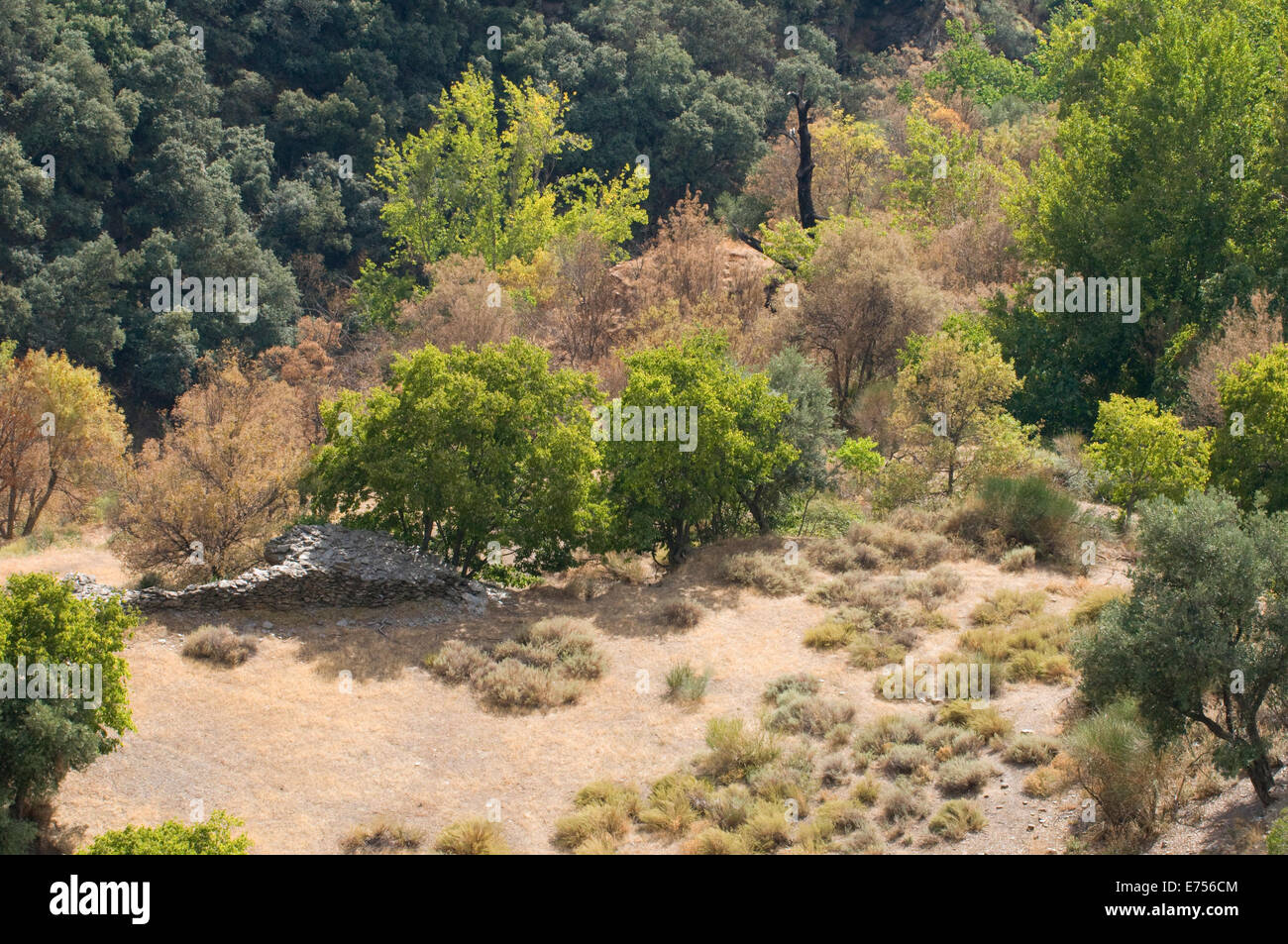 Assolato paesaggio vicino Orgiva Andalucia Spagna Meridionale Foto Stock