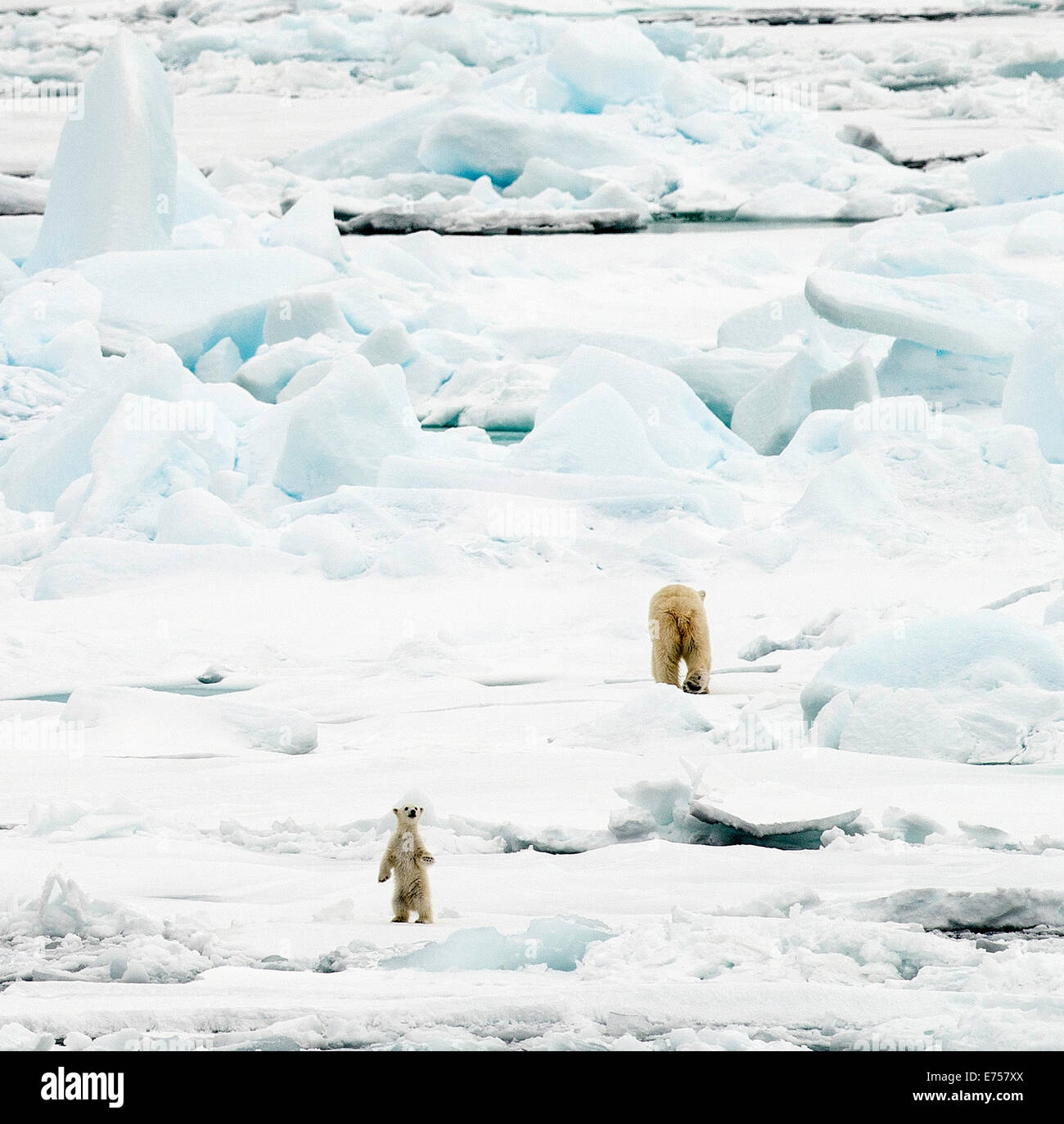 Femmina orso polare (Ursus maritimus) e cub camminando sulla banchisa Svalbard Norvegia Circolo Polare Artico Scandinavia Europa Foto Stock