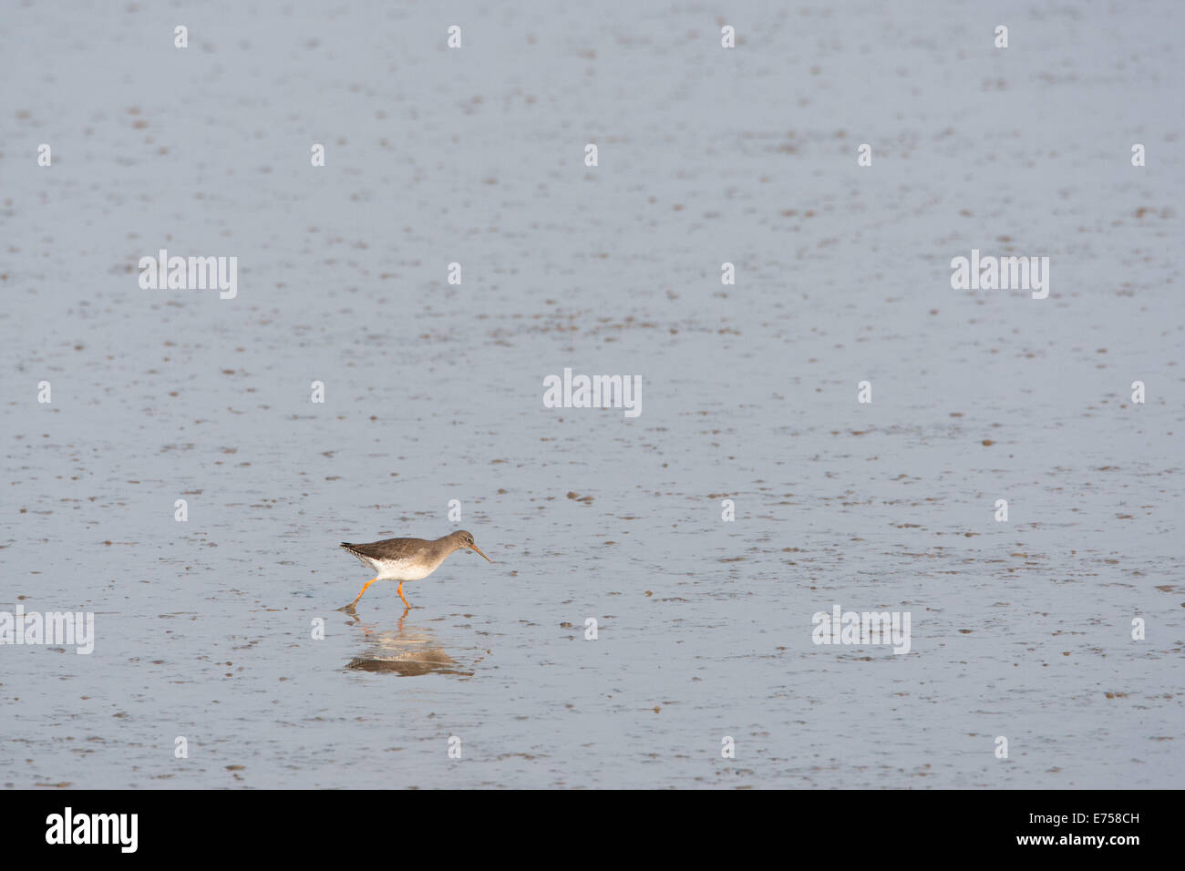 Redshank waders in Kent. Regno Unito Foto Stock
