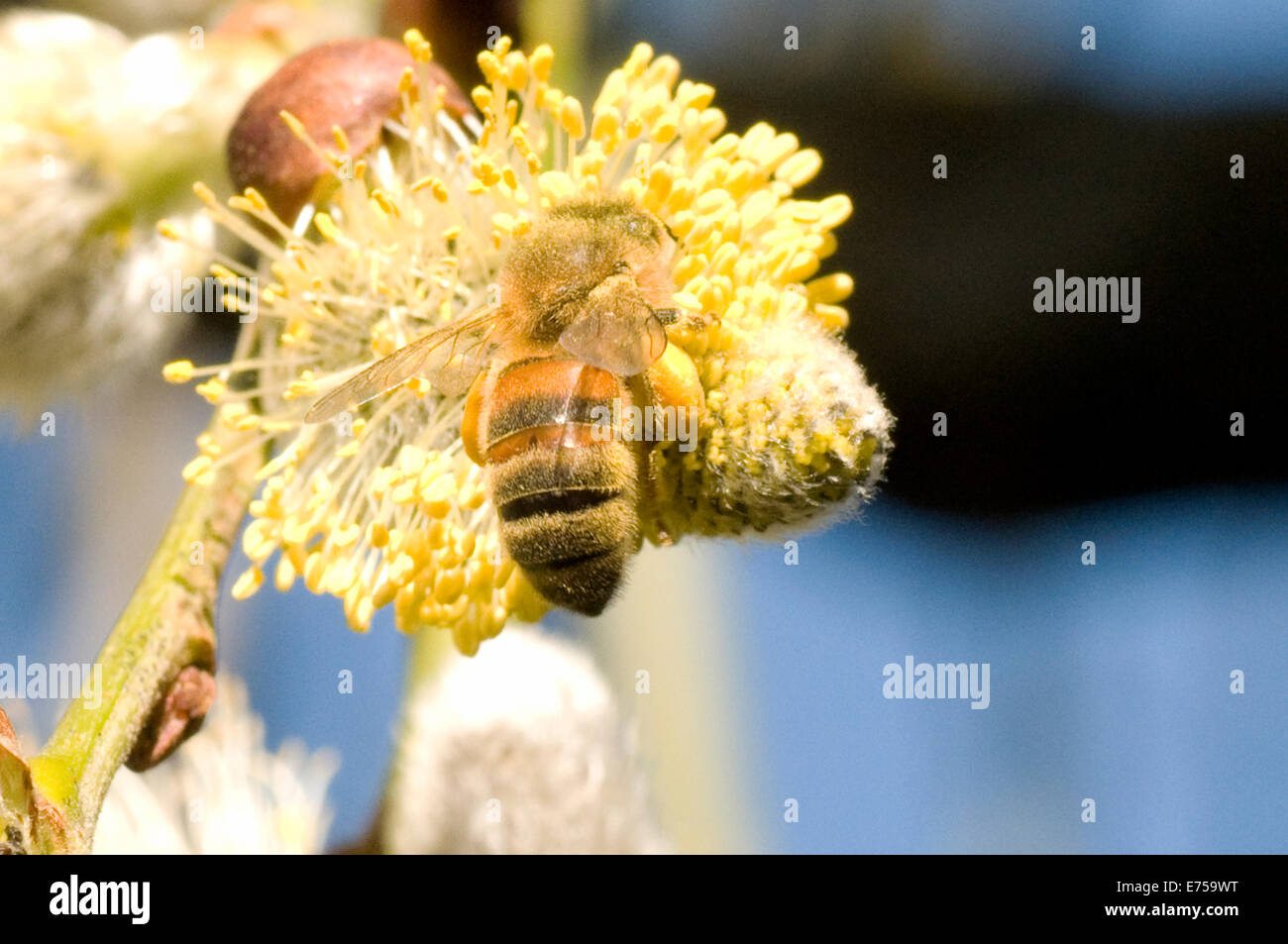 Il miele delle api su giallo willow fiore per raccogliere il polline in primavera Freshford REGNO UNITO Foto Stock