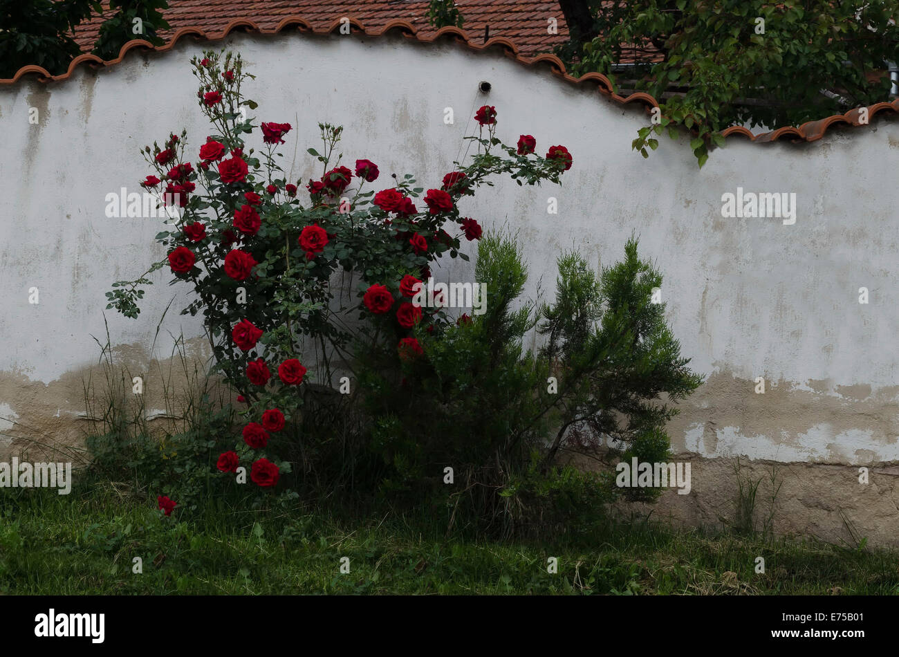 Una bella rosa bush che ornano il vecchio recinto tradizionale Foto Stock